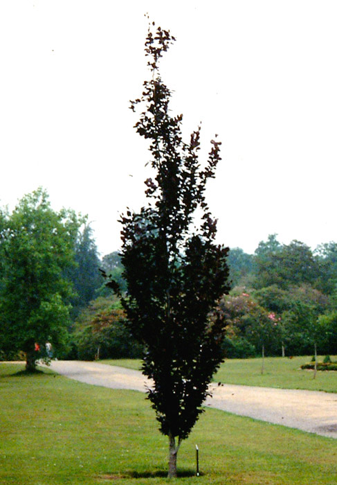 FAGUS sylvatica ´Dawyck Purple´
