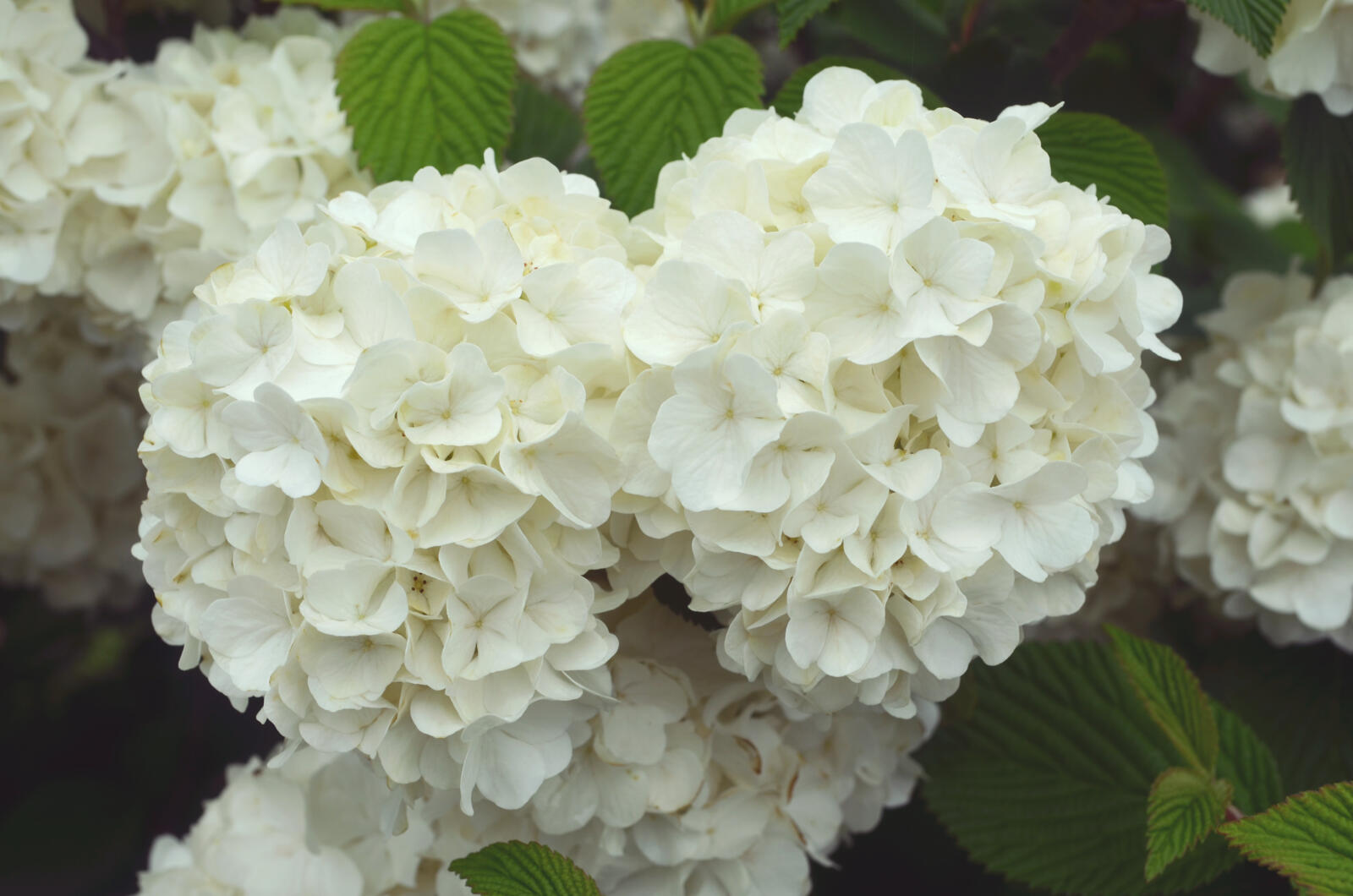 ViburnumFirstEditionsOpeningDay-24-12168_preview