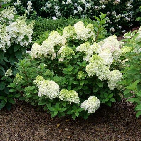 hydrangea-paniculata-little-lime-punch-3