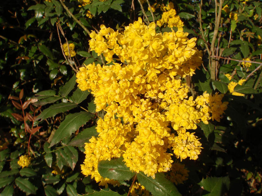 mahonia-aquifolium-8