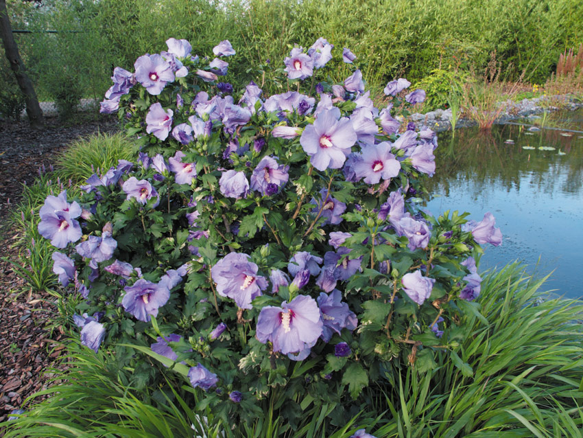 hibiscus-syriacus-marina-2