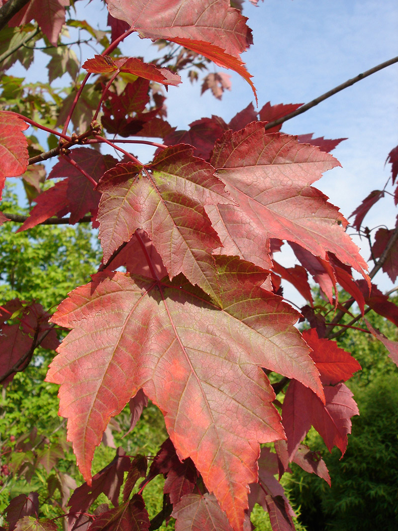 ACER rubrum