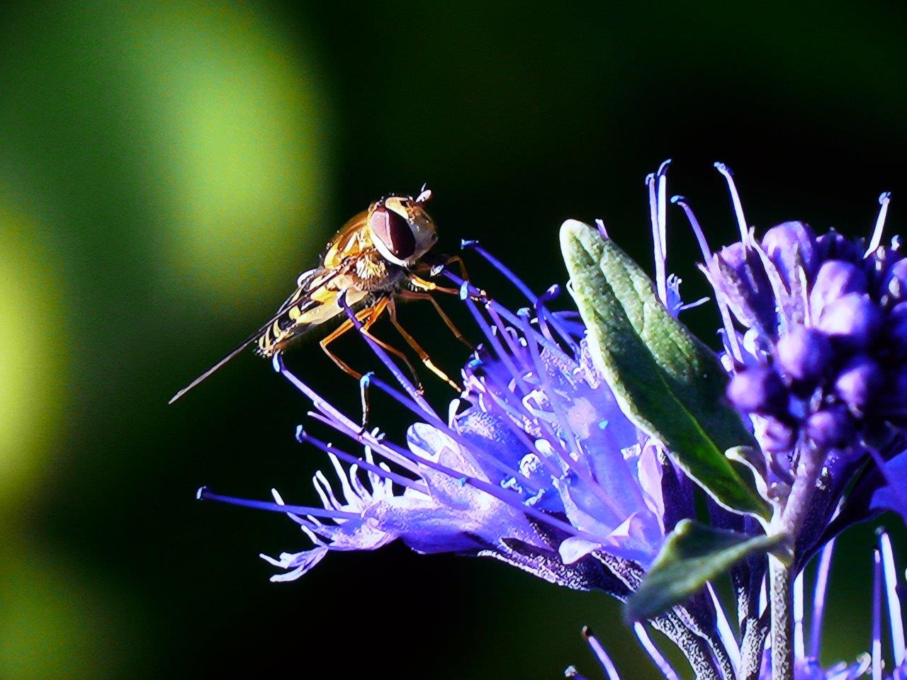 Caryopteris-clandonensis-Blauer-Spatz