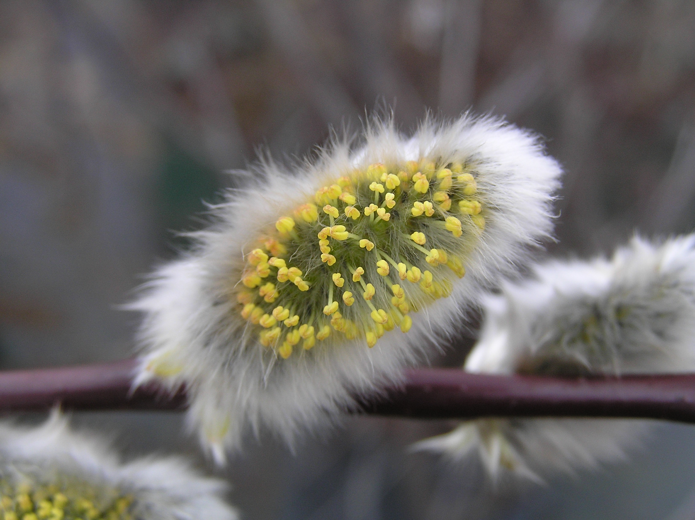 SALIX caprea ´Silberglanz´ (= S. ´Silberglanz´, ´Allerheiligen´, caprea ´Allerheiligen´)