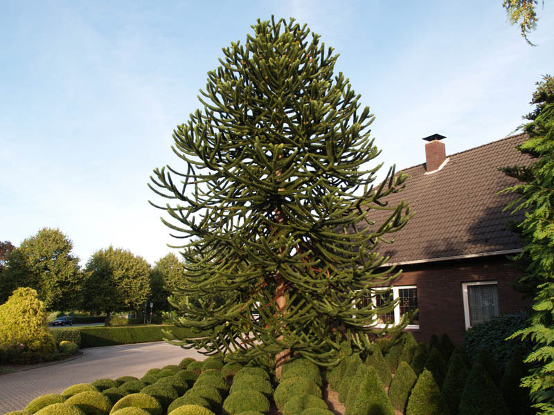 araucaria-araucana-6