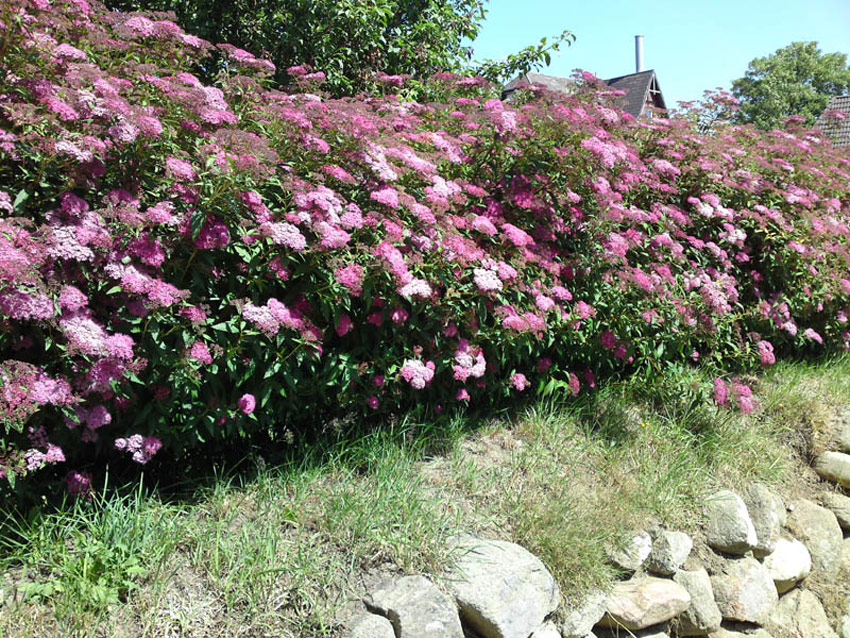 spiraea-japonica-anthony-waterer