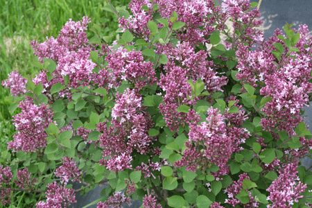 Syringa-Bloomerang-R-Tiny-Purple-SMNJRPU-_1E-Proven-Winners-RkRd1C92yHf8af