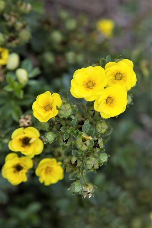 Potentilla-First-Editions-Citrus-Tart-6-_korr