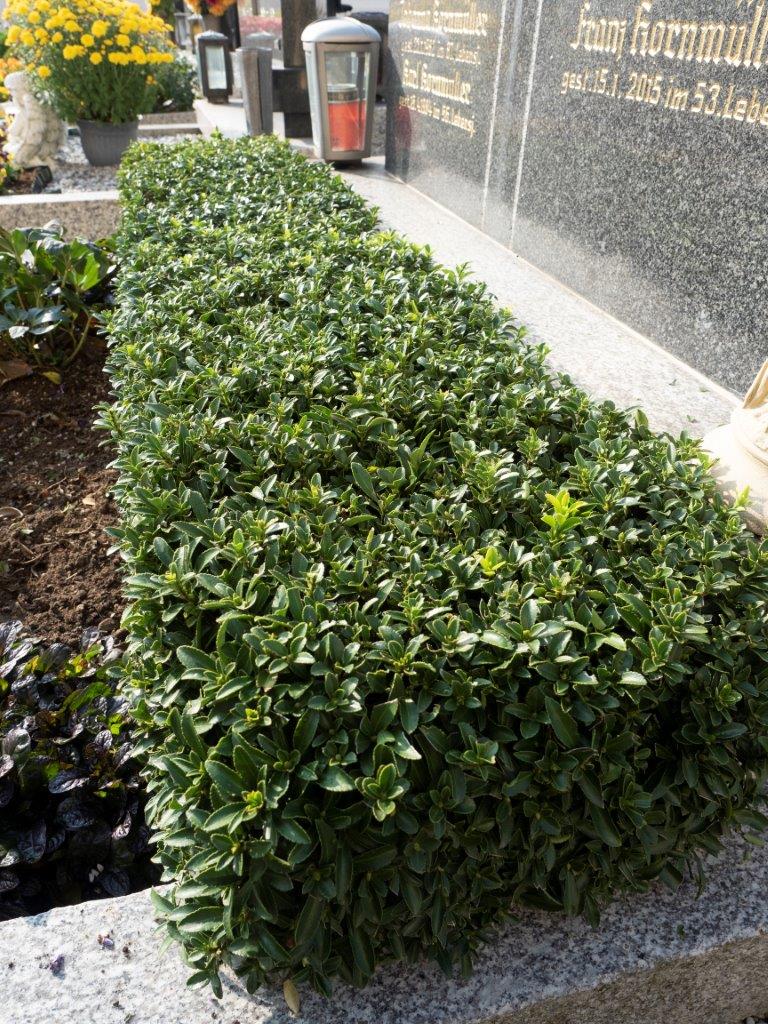 Euonymus-Green-Empire