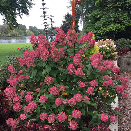 Hydrangea-paniculata-Fire-Light