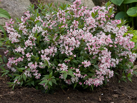 yukicherryblossomdeutzia-4