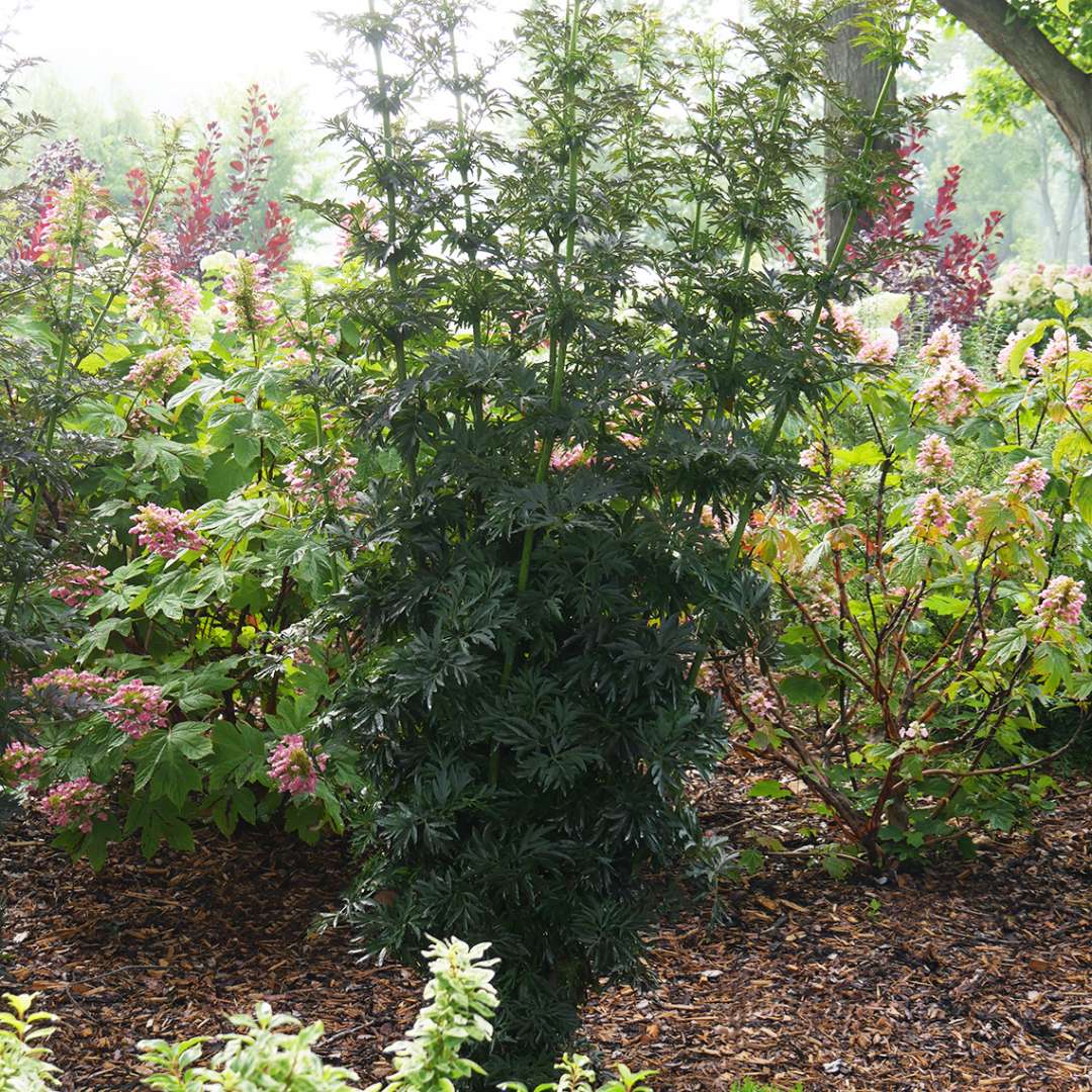 Sambucus-Laced-Up-5