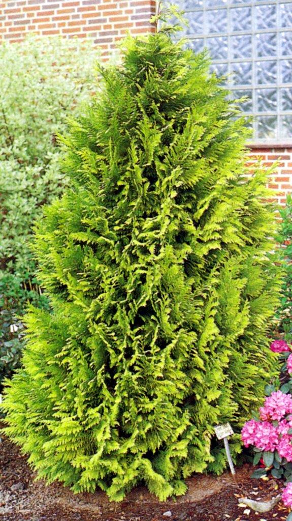 CHAMAECYPARIS lawsoniana ´Ivonne´