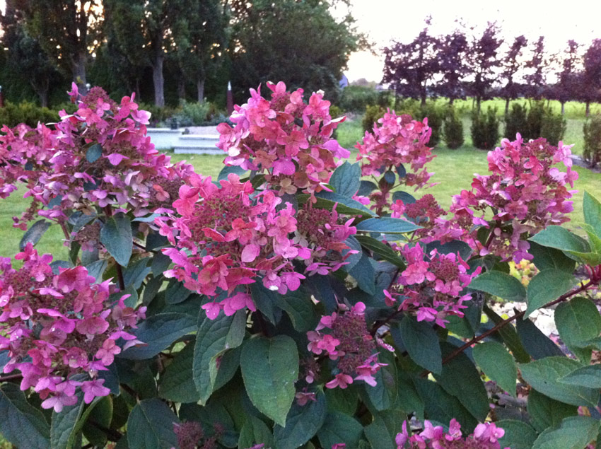 hydrangea-paniculata-wims-red-5