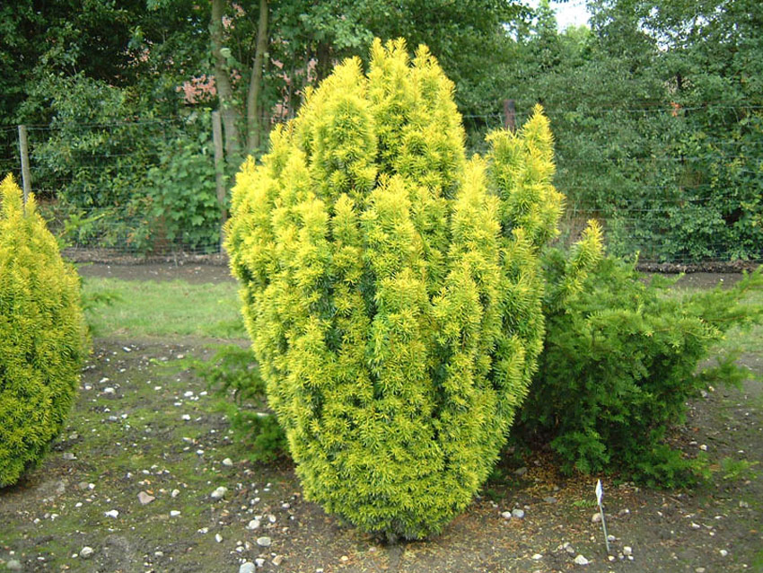 TAXUS baccata ´Germers Gold´