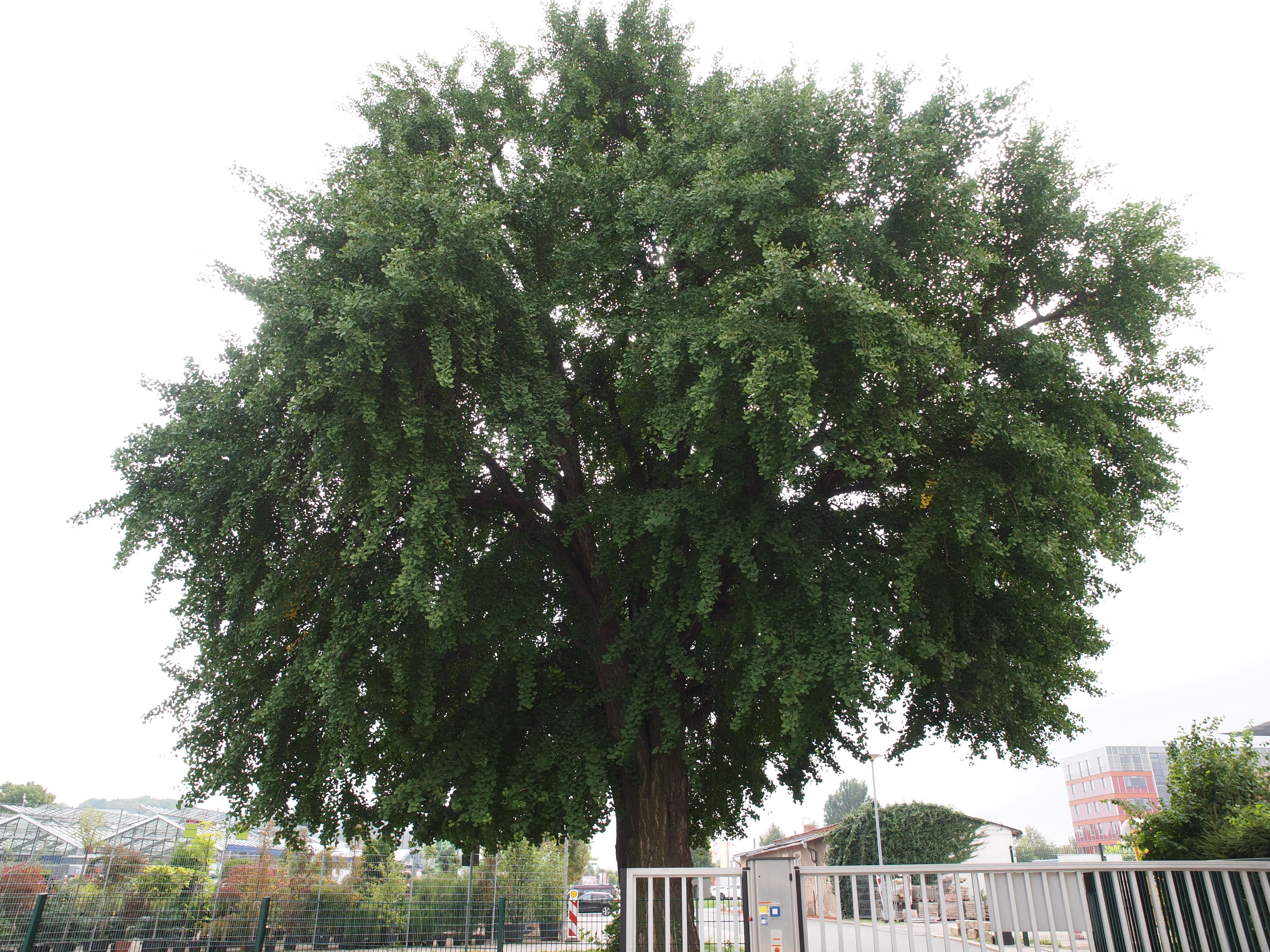 GINKGO-biloba-29-LVA-Erfurt-2015