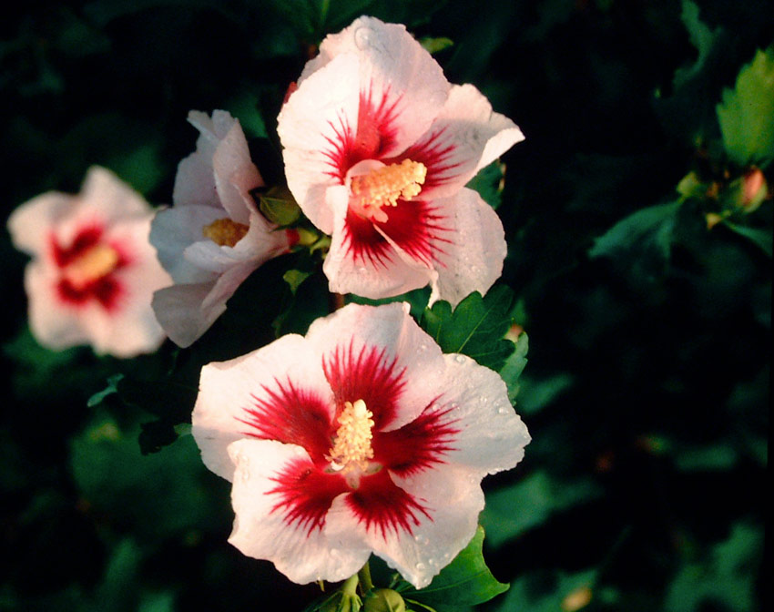 hibiscus-syriacus-helene