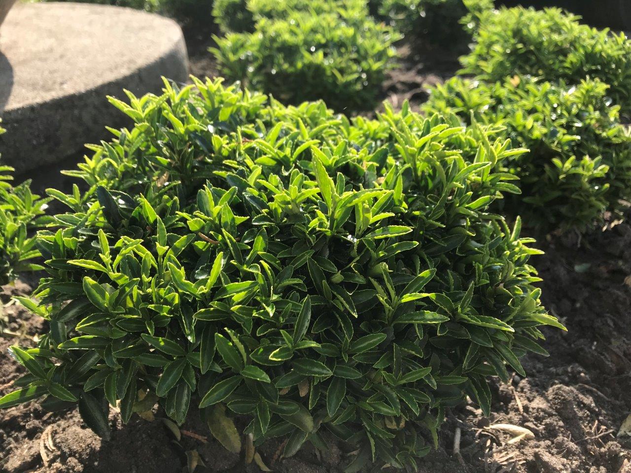 EUONYMUS-fortunei-Green-Empire-R-12