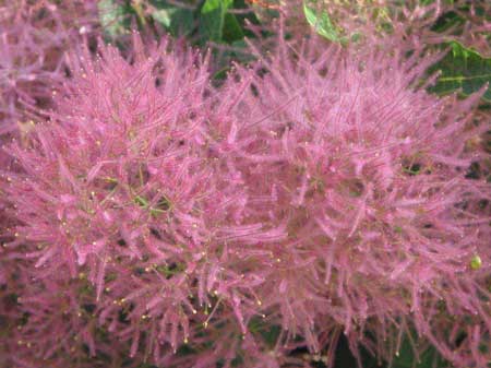 cotinus_coggygria-smokey-joe-1