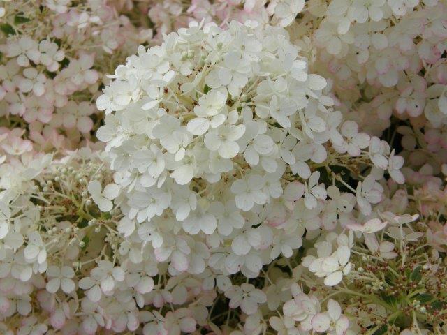HYDRANGEA-paniculata-Bobo-5