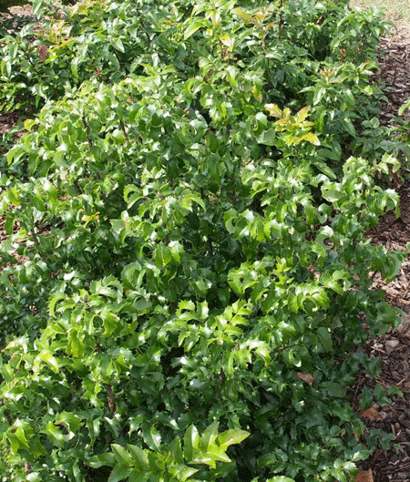 mahonia-aquifolium-9