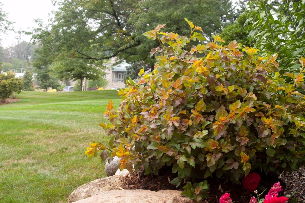 PHYSOCARPUS-opulifolius-Amber-Jubilee-49