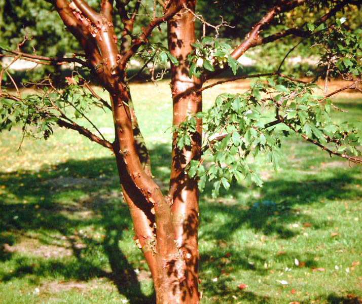 ACER griseum