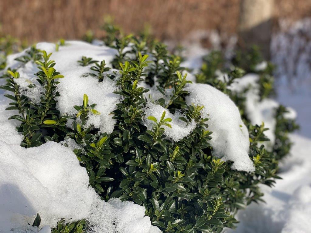 EUONYMUS-japonicus-Green-Empire-R-82