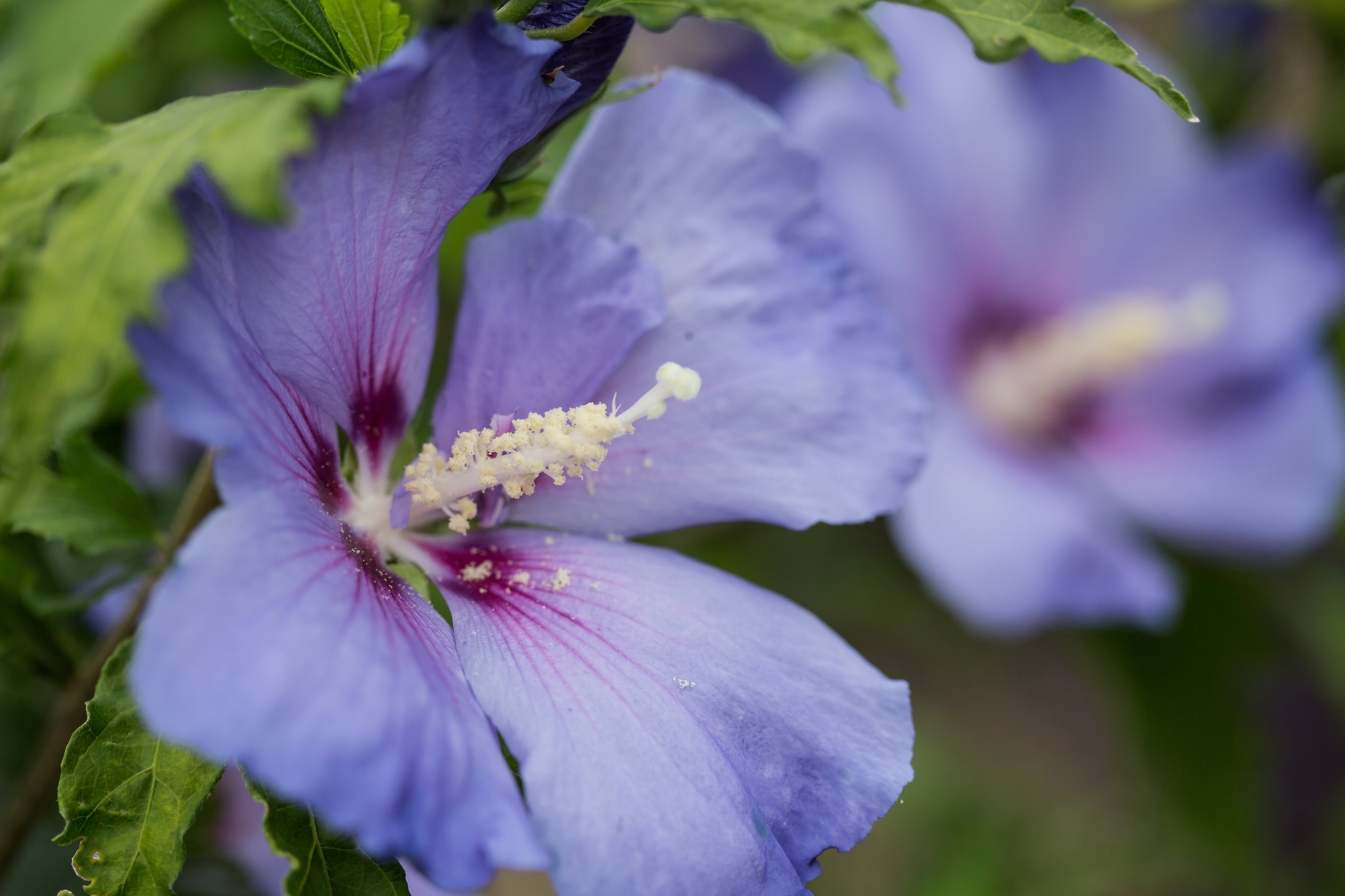 HIBISCUS syriacus ´Hawaii´® (´MINSYGRBL1´)Ⓢ FE®