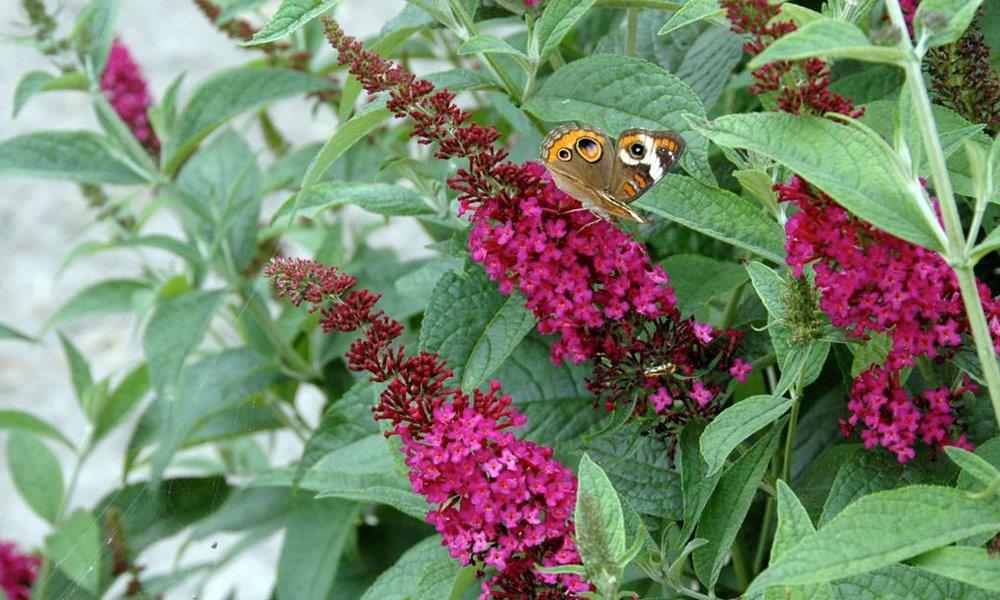 buddleja-red-chip-25613d4bf0d932