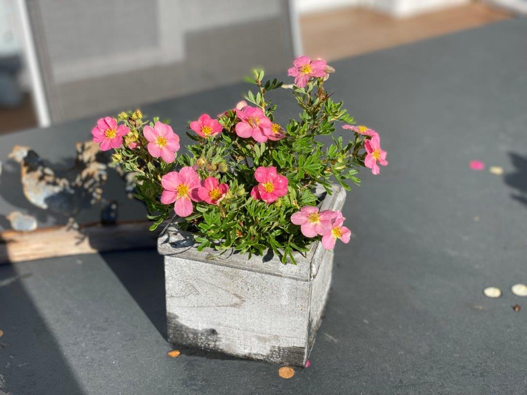 POTENTILLA-fruticosa-Lovley-Pink-21