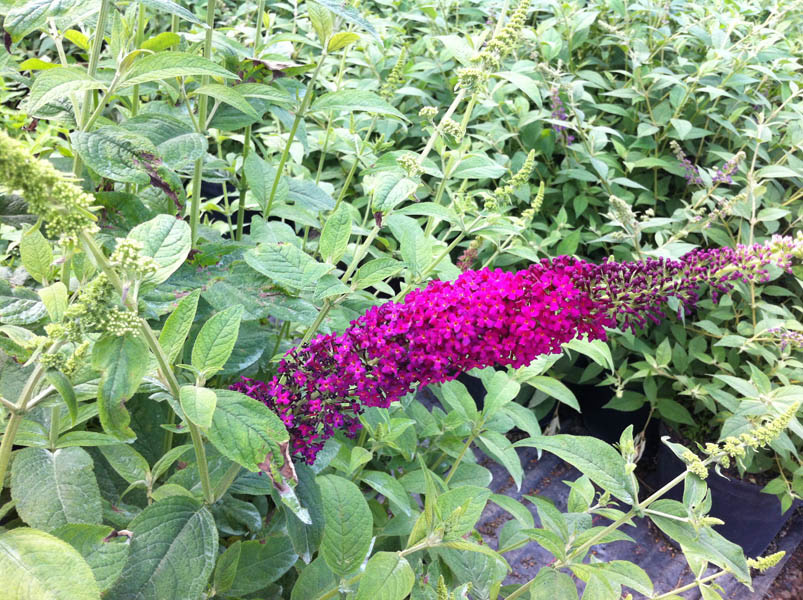 buddleja-red-chip52fb8d416acaa