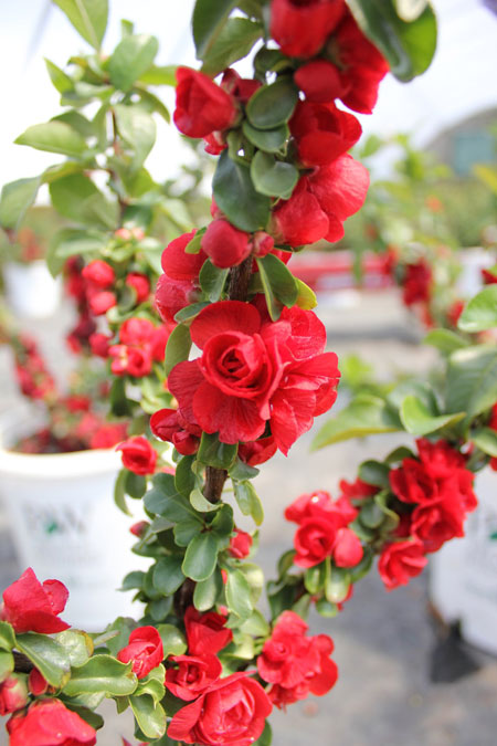 chaenomeles-double-take-scarlet-storm
