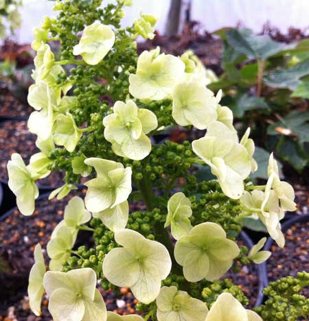hydrangea-quercifolia-munchkin1