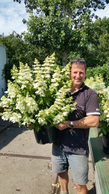 Hydrangea-paniculata-Confetti-25beea082e2930