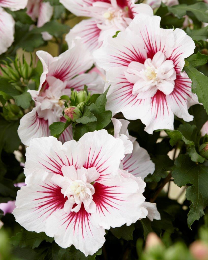 Hibiscus-syriacus-Starburst-Chiffon-1