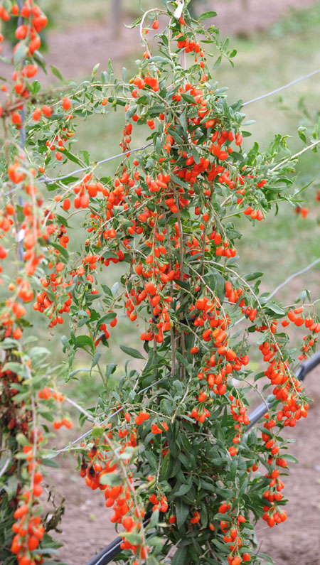 lycium-barbarum-no1-lifeberry4