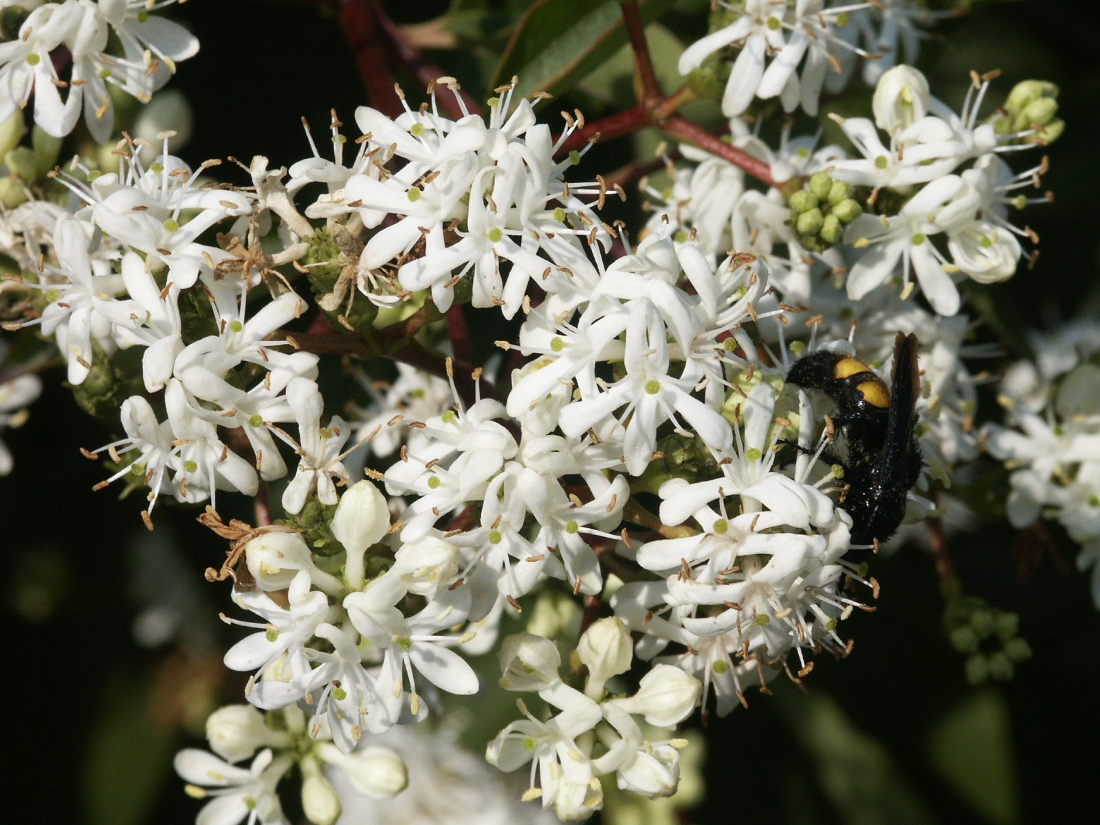 HEPTACODIUM miconioides (= jasminoides)