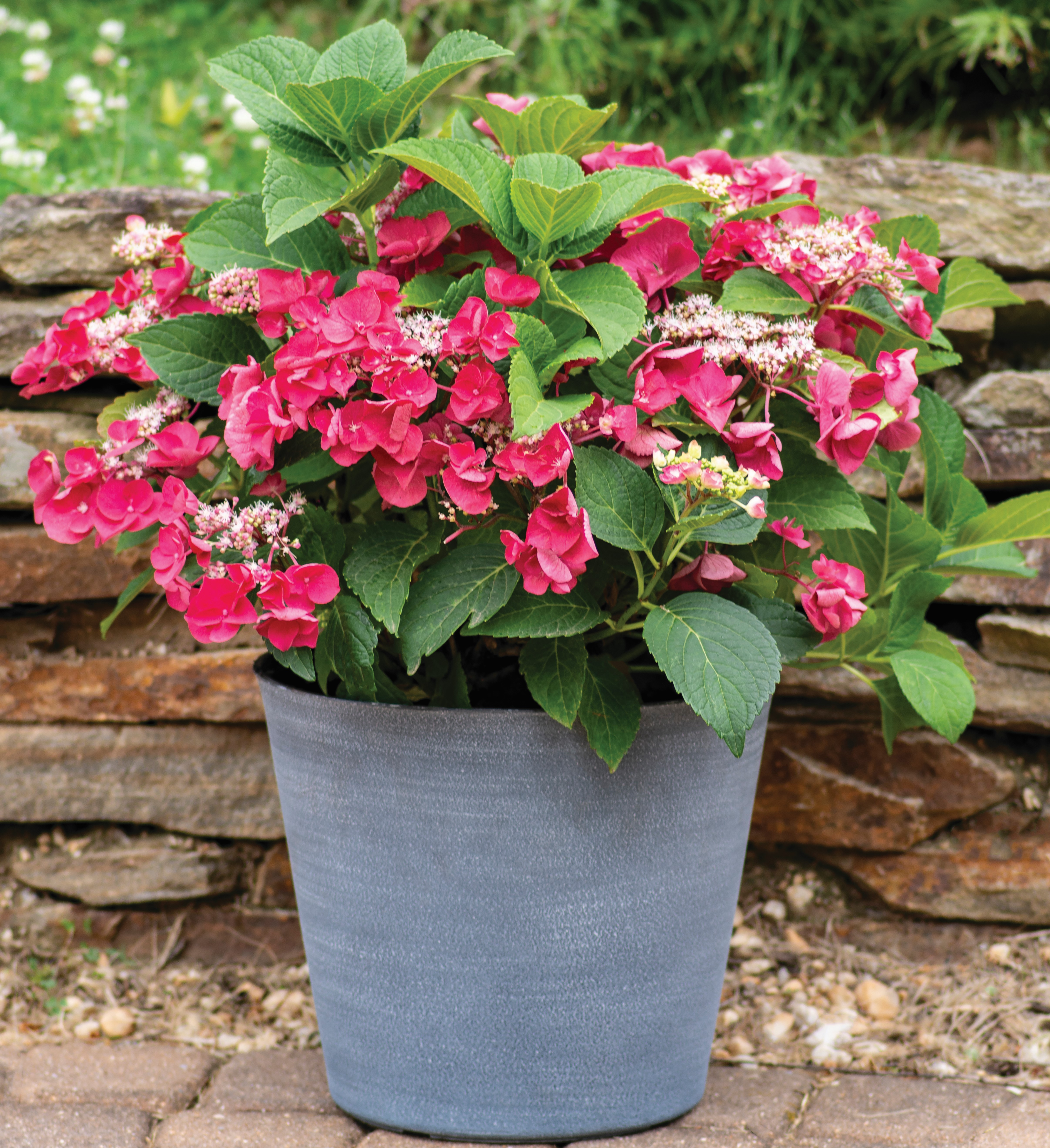 Hydrangea_Cherry_Explosion_Lifestyle_003-2JE8pzOLcGdBXV