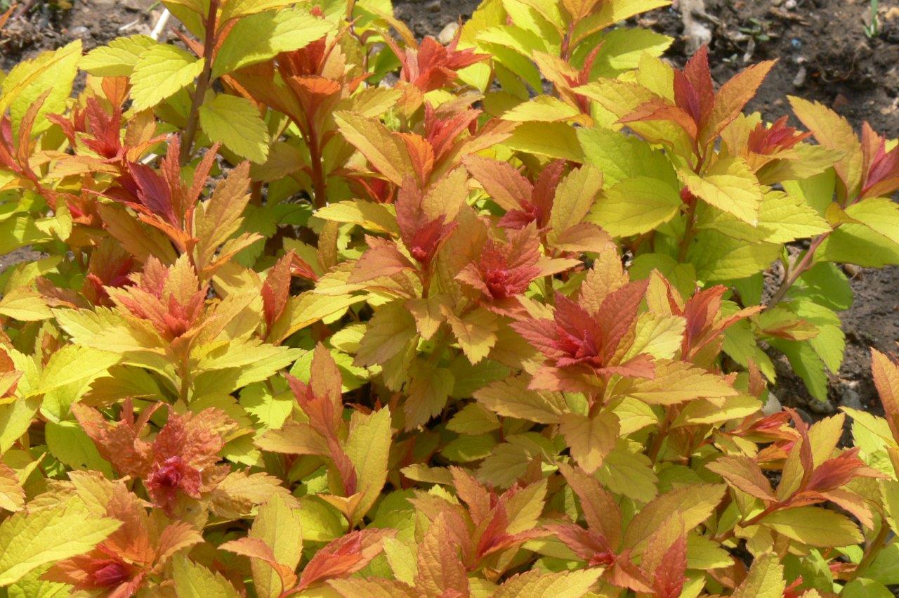 SPIRAEA japonica ´Goldflame´ (= bumalda ´Goldflame´)