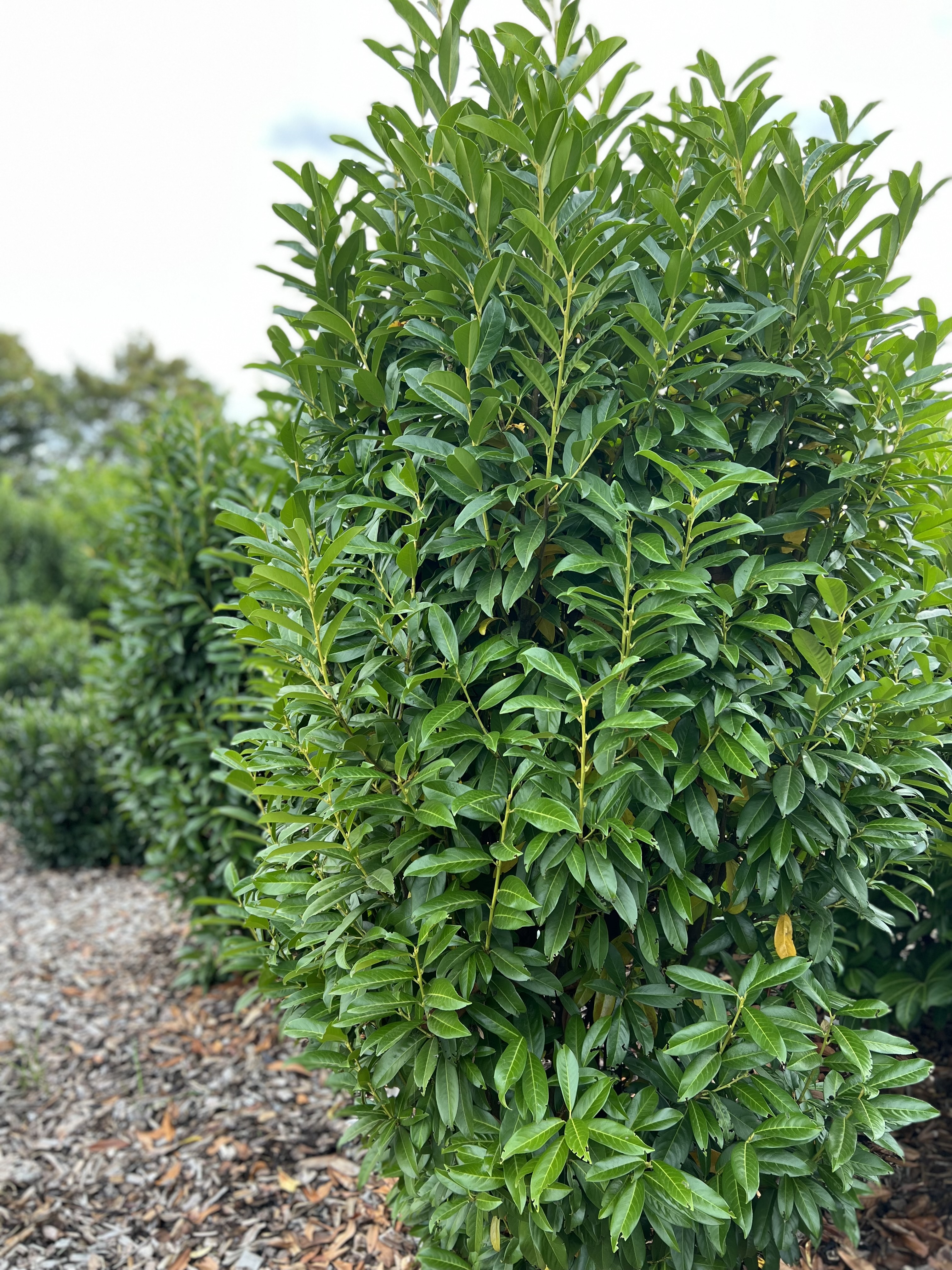 PRUNUS laurocerasus ´Genolia´® (´Mariblon´)Ⓢ