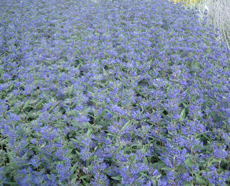 caryopteris-clandonensis-kew-blue-4
