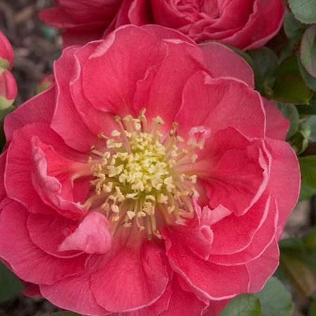 chaenomeles-double-take-pink-storm-2