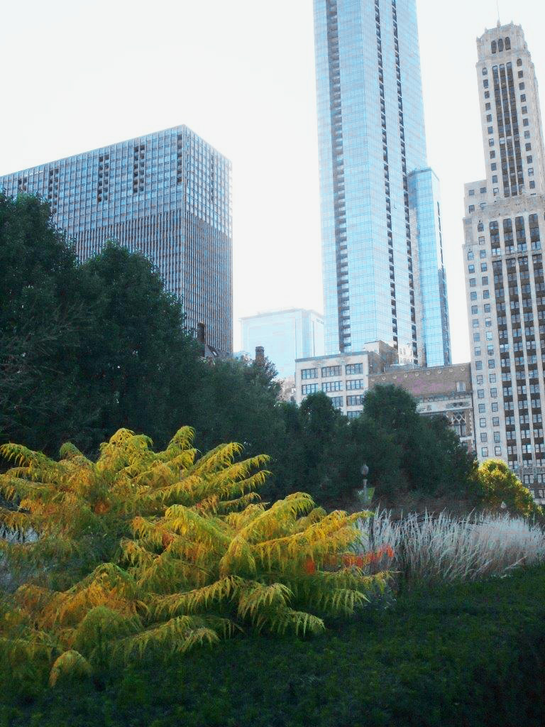 RHUS-typhina-Tiger-Eyes-13
