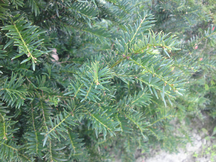TAXUS baccata ´Höpkens Gigant´