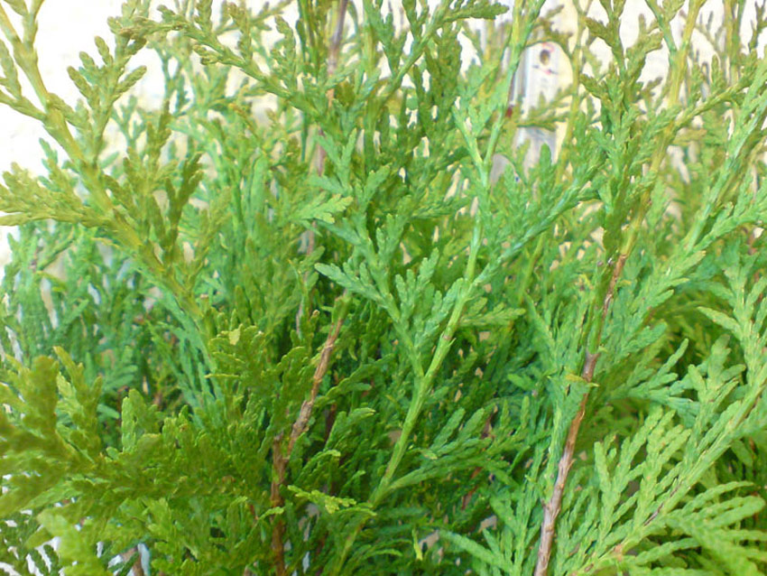 thuja-occidentalis-brabant-5