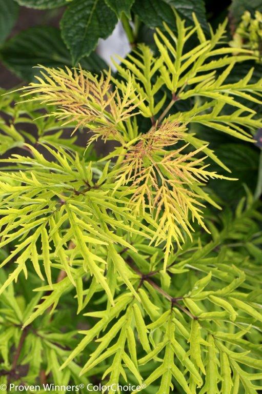 lemon_lace_sambucus-6968