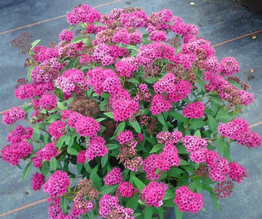 SPIRAEA japonica ´Neon Flash´ (= bumalda ´Neon Flash´)