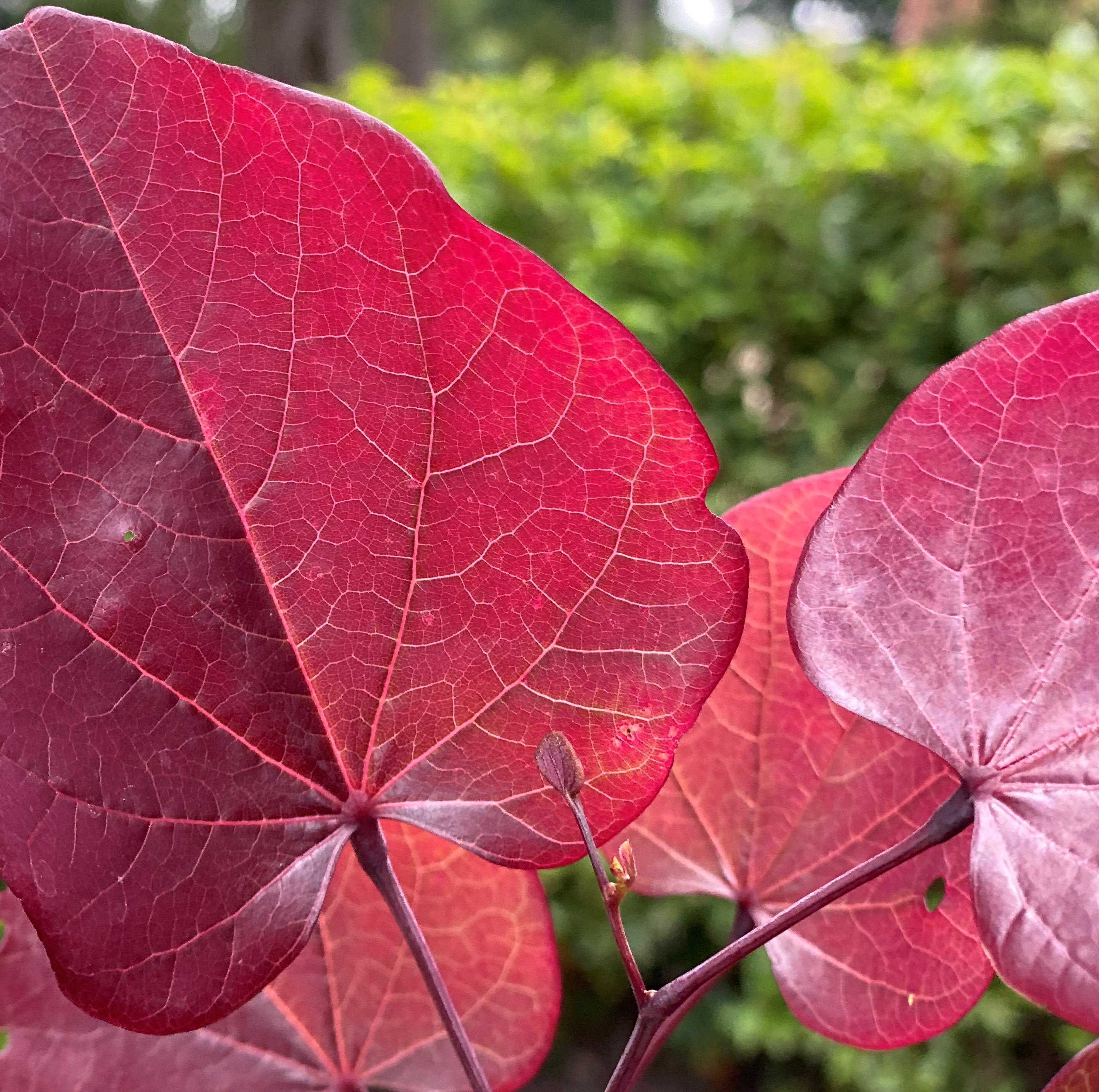 CERCIS-canadensis-Merlot-20
