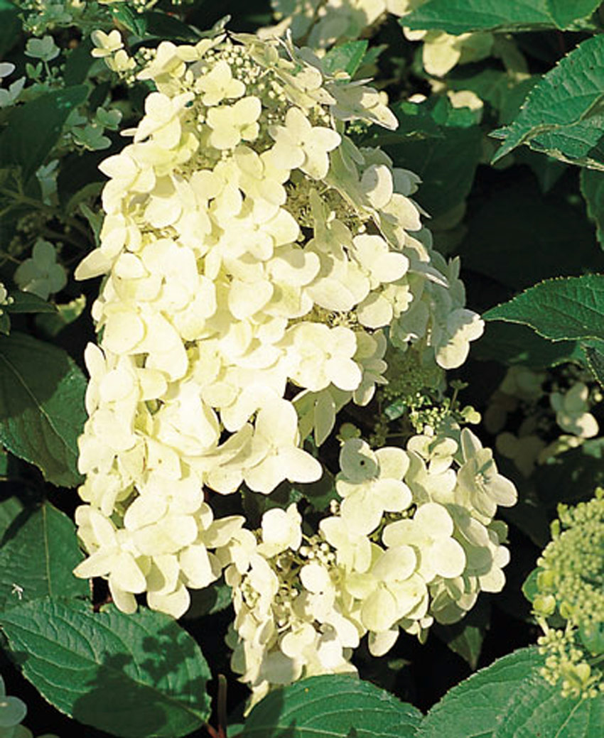 hydrangea-paniculata-unique